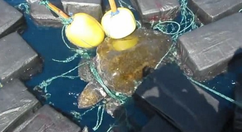Uratowali żółwia, który był uwięziony między narkotykami (wideo) - GospodarkaMorska.pl