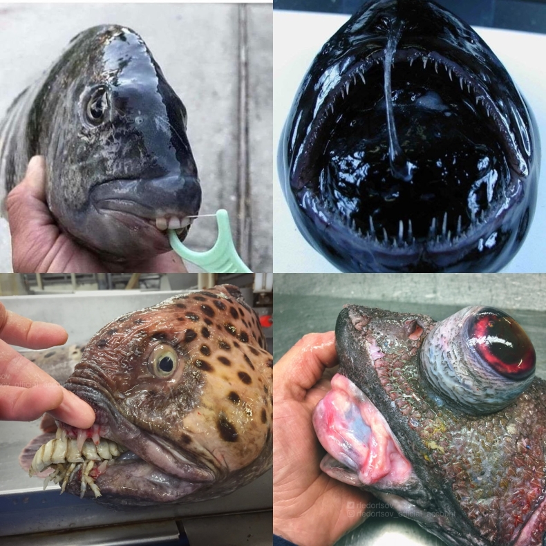 Potwory i spółka! Niesamowite zdjęcia morskich dziwolągów - GospodarkaMorska.pl