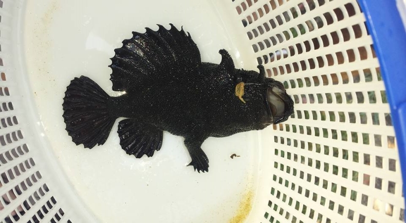 Ryba z trzema nogami złowiona w Australii (foto, wideo) - GospodarkaMorska.pl