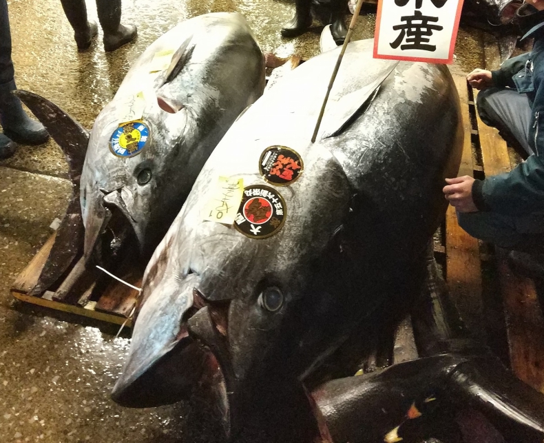Japonia: Ostatnia noworoczna aukcja tuńczyka na targu Tsukiji (wideo) - GospodarkaMorska.pl