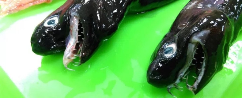 Naukowcy wyłowili bestie. Świecą w ciemności i występują niezwykle rzadko - GospodarkaMorska.pl