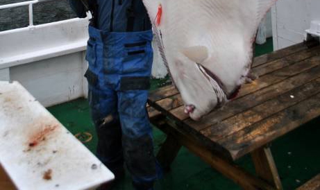 Taaaaaaka ryba - GospodarkaMorska.pl