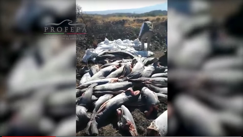 Podejrzewano, że to ludzkie zwłoki. Okazało się, że znaleziono setki martwych rekinów (wideo) - GospodarkaMorska.pl