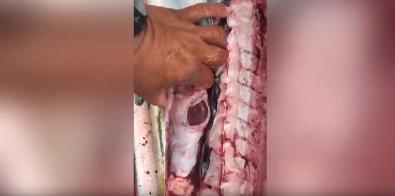 Przerażające, co wędkarz znalazł w żołądku tej ryby (wideo) - GospodarkaMorska.pl