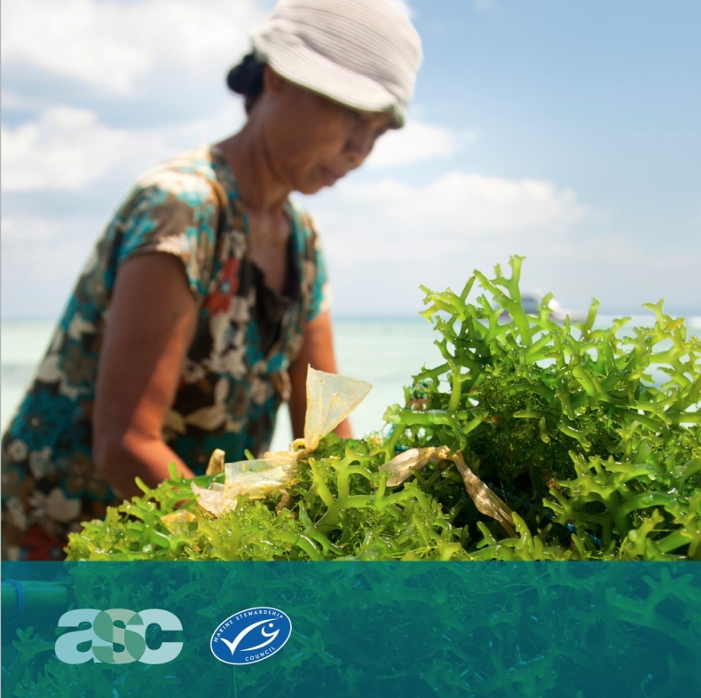 Wspólne standardy ASC i MSC dotyczące certyfikacji alg morskich - GospodarkaMorska.pl