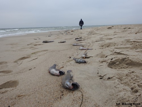 Rzadkie ryby wyrzucone na helską plażę - GospodarkaMorska.pl