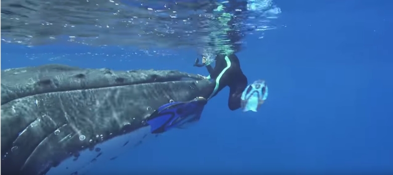 Badaczka była pewna, że umrze. Uratował ją… wieloryb (wideo) - GospodarkaMorska.pl