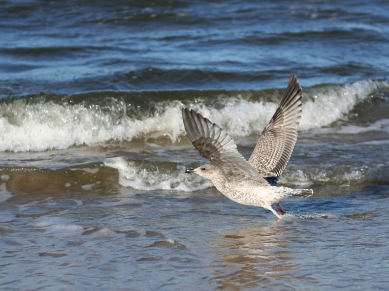 Gdańsk: Przetarg na budowę miejsc lęgowych mewy siwej - GospodarkaMorska.pl