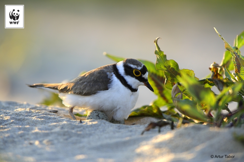 Zapora w Siarzewie zaskarżona przez obrońców przyrody - GospodarkaMorska.pl