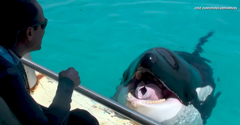 Tego jeszcze nie było. Ta orka mówi (wideo) - GospodarkaMorska.pl