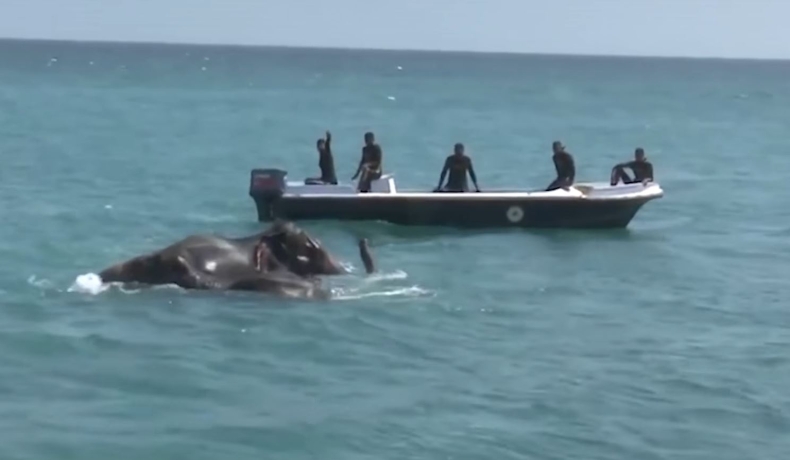 Dwa młode słonie uratowane przez lankijską jednostkę patrolową! (wideo) - GospodarkaMorska.pl