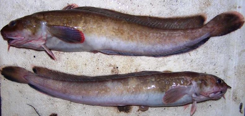 Motela jako przypadkowy przyłów w połowach rybackich - GospodarkaMorska.pl