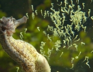 Samiec konika morskiego rodzi tysiąc młodych! Zobacz jeden z najciekawszych porodów w przyrodzie (wideo)