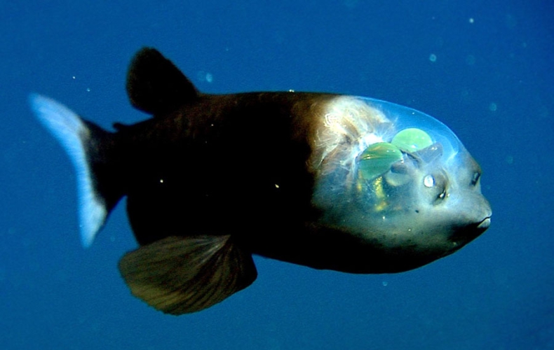 Głębinowa ryba z przezroczystą głową. Znajdziesz jej oczy? (wideo) - GospodarkaMorska.pl