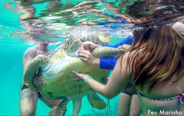 Grupa przyjaciół ratuje żółwia przed bolesną śmiercią (foto) - GospodarkaMorska.pl