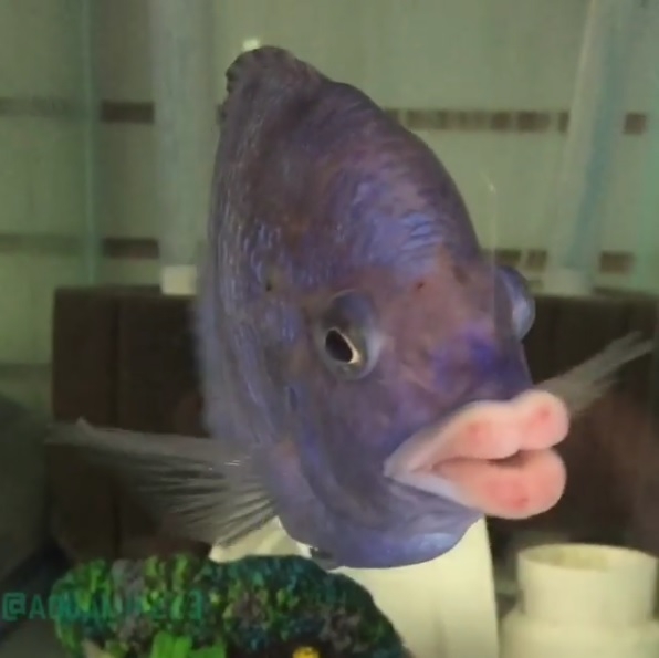 Ryba z ludzkimi ustami! (wideo) - GospodarkaMorska.pl