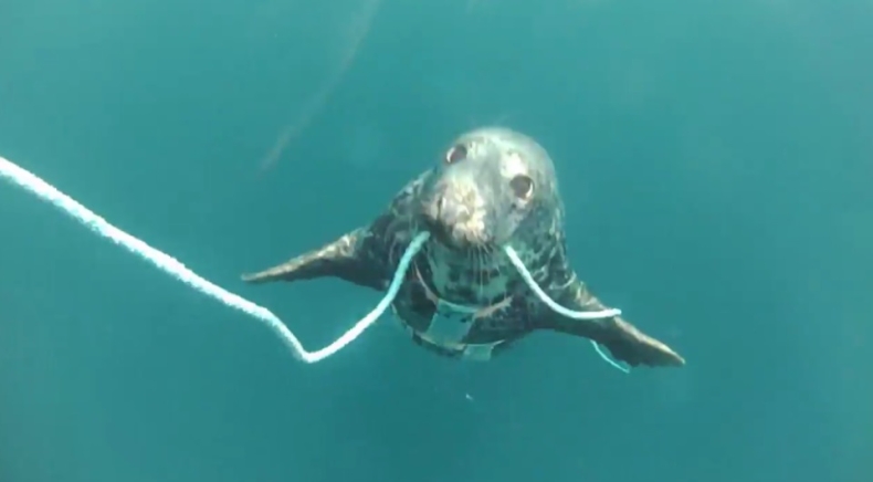 Wojskowe foki Putina (wideo) - GospodarkaMorska.pl