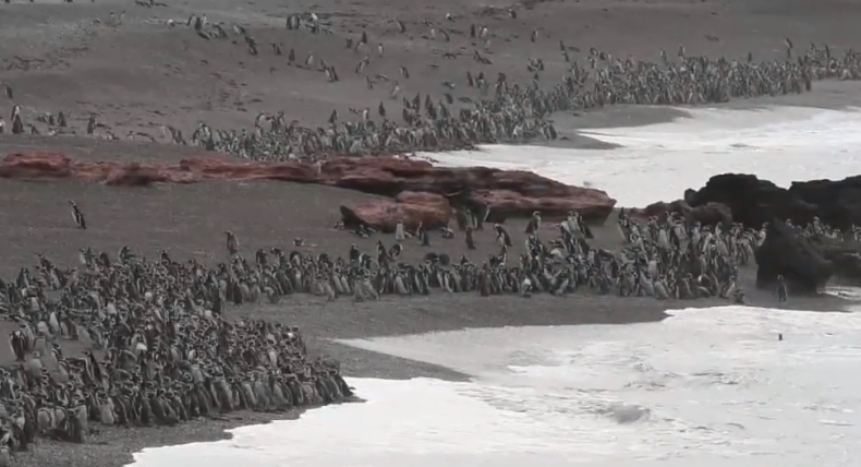 Ponad milion pingwinów na plaży w Argentynie. Niesamowity widok (wideo) - GospodarkaMorska.pl