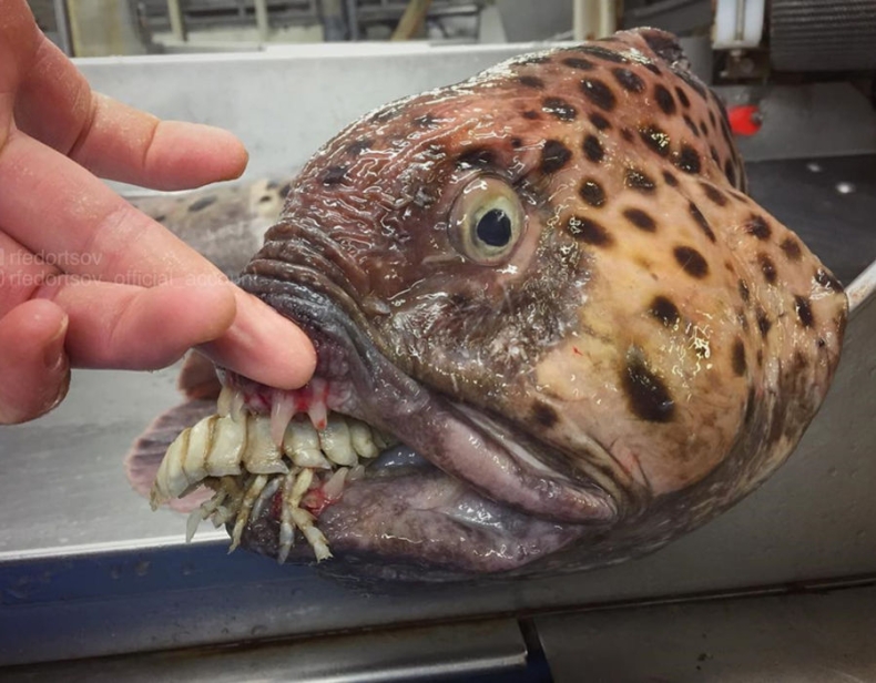 Kolekcja ryb zombie rosyjskiego rybaka (foto) - GospodarkaMorska.pl