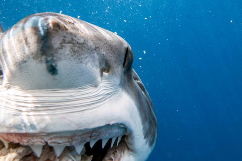 Żarłacze białe fotografowane z podwodnej klatki! (foto) - GospodarkaMorska.pl