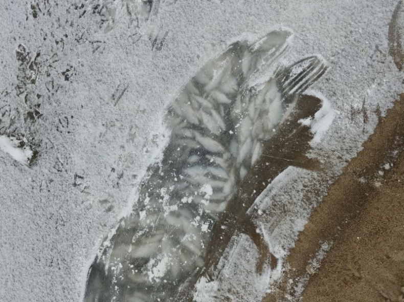 Komunikat ws. śniętych ryb znalezionych w podwarszawskiej części Wisły - GospodarkaMorska.pl