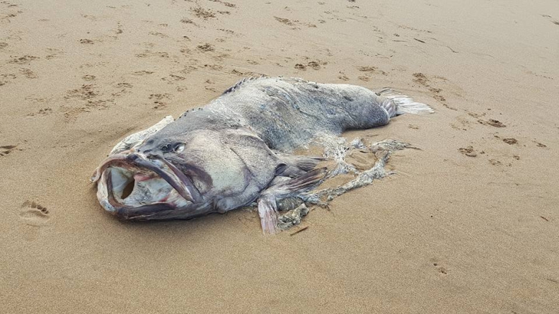 Morski potwór na plaży w Australii. Ma prawie dwa metry długości (foto, wideo) - GospodarkaMorska.pl