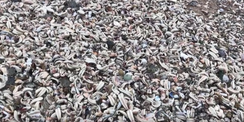 Plaża wyglądała jak cmentarzysko. Tysiące martwych rozgwiazd w Anglii (wideo) - GospodarkaMorska.pl