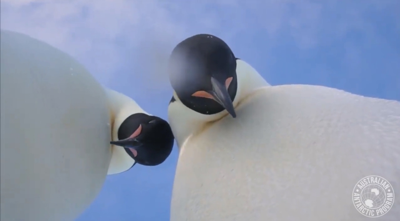 Kiedy pingwiny zostaną same i dostaną kamerę... (wideo) - GospodarkaMorska.pl