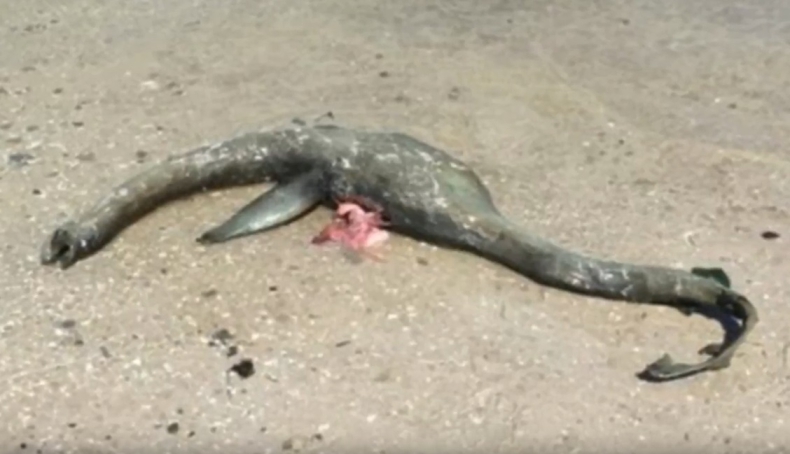 Morze wyrzuciło na plażę dziwne stworzenie. Przypomina potwora z Loch Ness (wideo) - GospodarkaMorska.pl