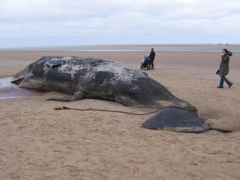 Australia: Co najmniej 130 wielorybów zginęło po wyrzuceniu na brzeg - GospodarkaMorska.pl