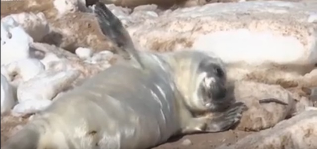 Prawdopodobnie najsłodsze foki świata (wideo) - GospodarkaMorska.pl