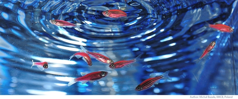 Mała rybka dająca ogromną nadzieję ludzkości - GospodarkaMorska.pl