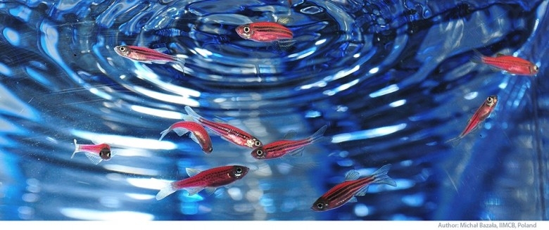 Danio pręgowany – mała rybka, która pomaga poznać ludzkie choroby - GospodarkaMorska.pl