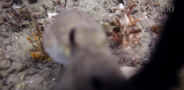 Ośmiornica ukradła kamerę wartą 15 000 dolarów. Zobacz, co z nią zrobiła (wideo) - GospodarkaMorska.pl