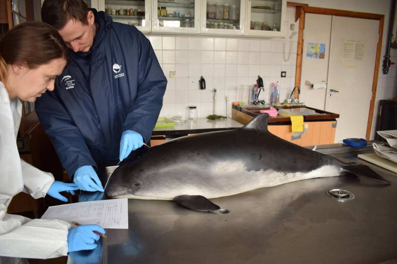 Złowiony w sieci morświn przechodzi szczegółowe badania w Stacji Morskiej w Helu - GospodarkaMorska.pl