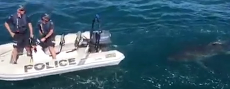 Policjanci najedli się strachu. Ich ponton śledził olbrzymi rekin ludojad (wideo) - GospodarkaMorska.pl