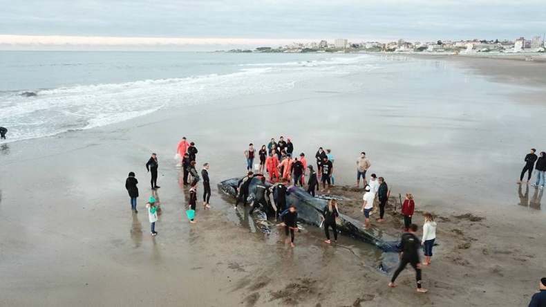 10-tonowy humbak utknął na plaży w Argentynie (wideo) - GospodarkaMorska.pl