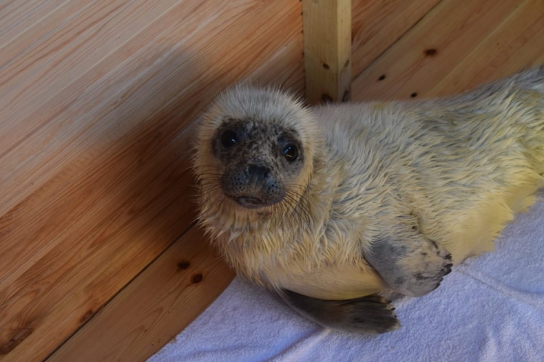 Już 20 fok na rehabilitacji w helskim fokarium - GospodarkaMorska.pl