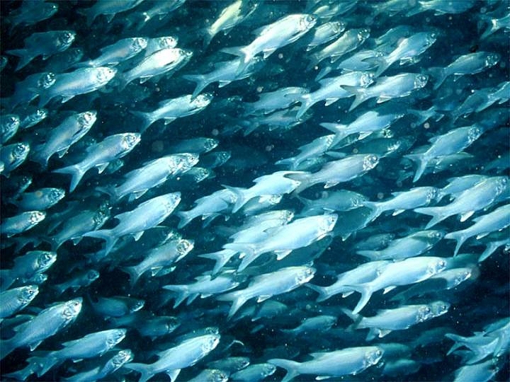 UE rozważa zakaz połowów z rażeniem prądem, Holendrzy przeciwni - GospodarkaMorska.pl