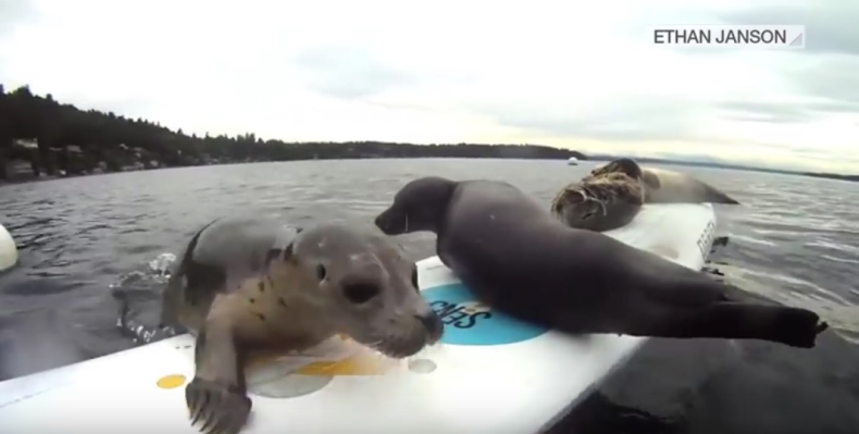 Wyjątkowo śliska i zabawna foka (wideo) - GospodarkaMorska.pl