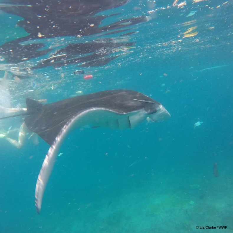 Rocznie zatruwamy morza i oceany 10 milionami ton plastiku i zużywamy bilion foliowych torebek - GospodarkaMorska.pl