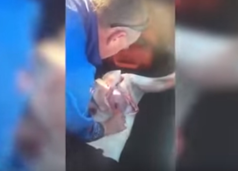 Rybak wyłowił martwego rekina. W jego brzuchu znalazł prawie 100 młodych  (wideo) - GospodarkaMorska.pl