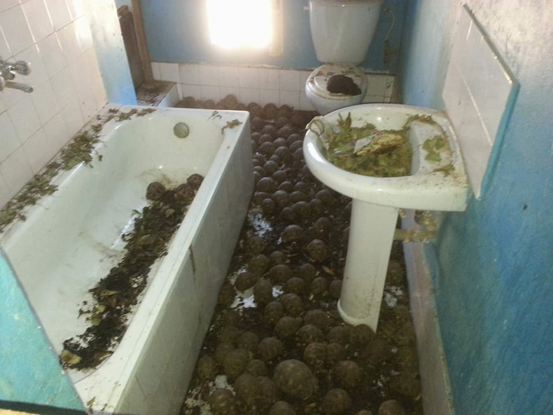 Przetrzymywali 10 000 żółwi w straszliwych warunkach. Wiele z nich nie przetrwało (foto) - GospodarkaMorska.pl