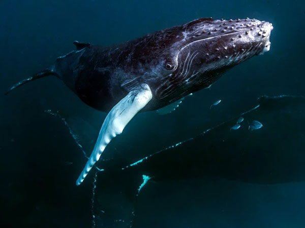 Finlandia: Straż przybrzeżna uwolniła wieloryba z sieci - GospodarkaMorska.pl