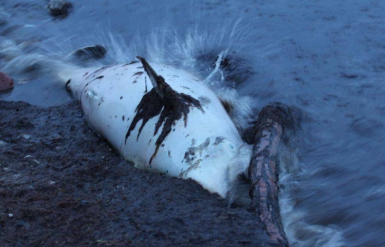 Martwy morświn na plaży w Gdyni Orłowie - GospodarkaMorska.pl