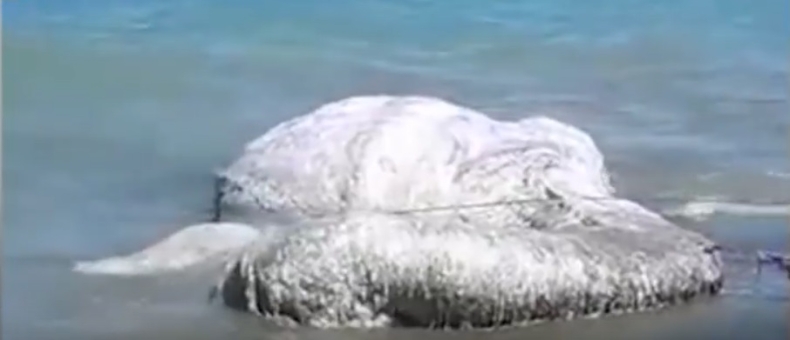 Potwór u wybrzeży Filipin (wideo) - GospodarkaMorska.pl