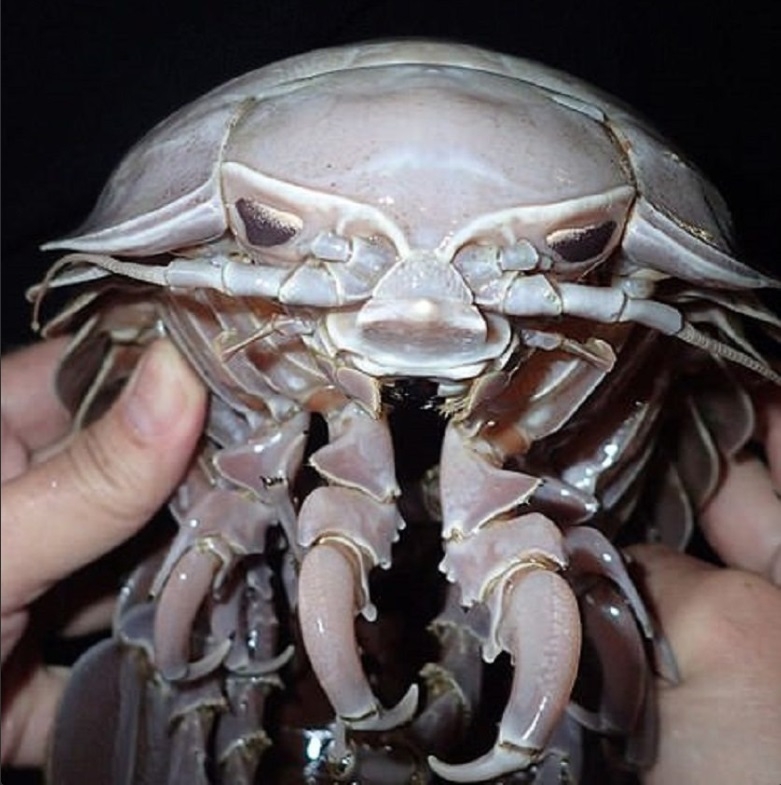 Indonezyjscy naukowcy odkryli ponad 12 000 nowych morskich stworzeń. Wśród nich głębinowe karaluchy (foto, wideo) - GospodarkaMorska.pl