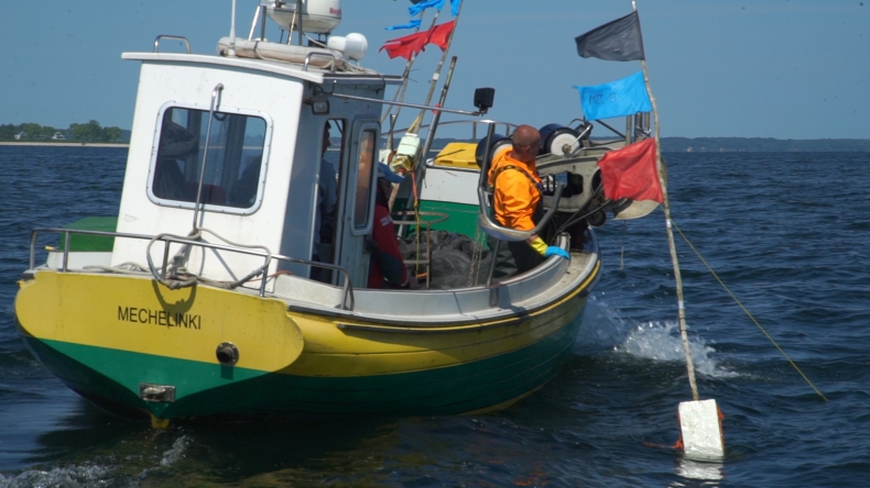 Ryby w Bałtyku chorują. Trwają badania (foto, wideo) - GospodarkaMorska.pl