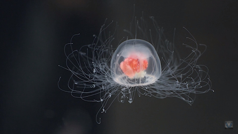 Jedyna nieśmiertelna istota na ziemi (wideo) - GospodarkaMorska.pl