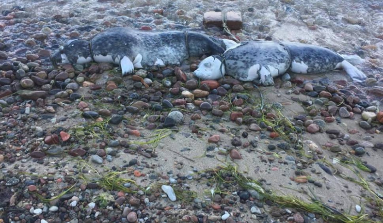 Gdynia: Policja spróbuje ustalić, kto zabił dwie foki znalezione na plaży w Oksywiu - GospodarkaMorska.pl